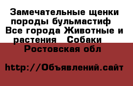 Замечательные щенки породы бульмастиф - Все города Животные и растения » Собаки   . Ростовская обл.